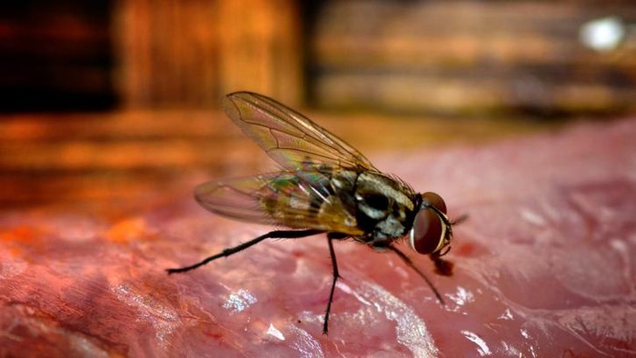 cara-mengusir-lalat-1_169